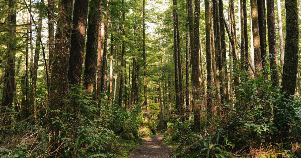 Sayward - Tourism Vancouver Island