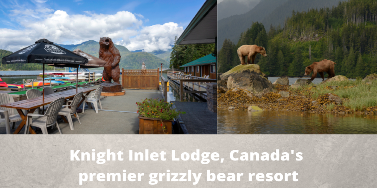 grizzly bear tours knight inlet