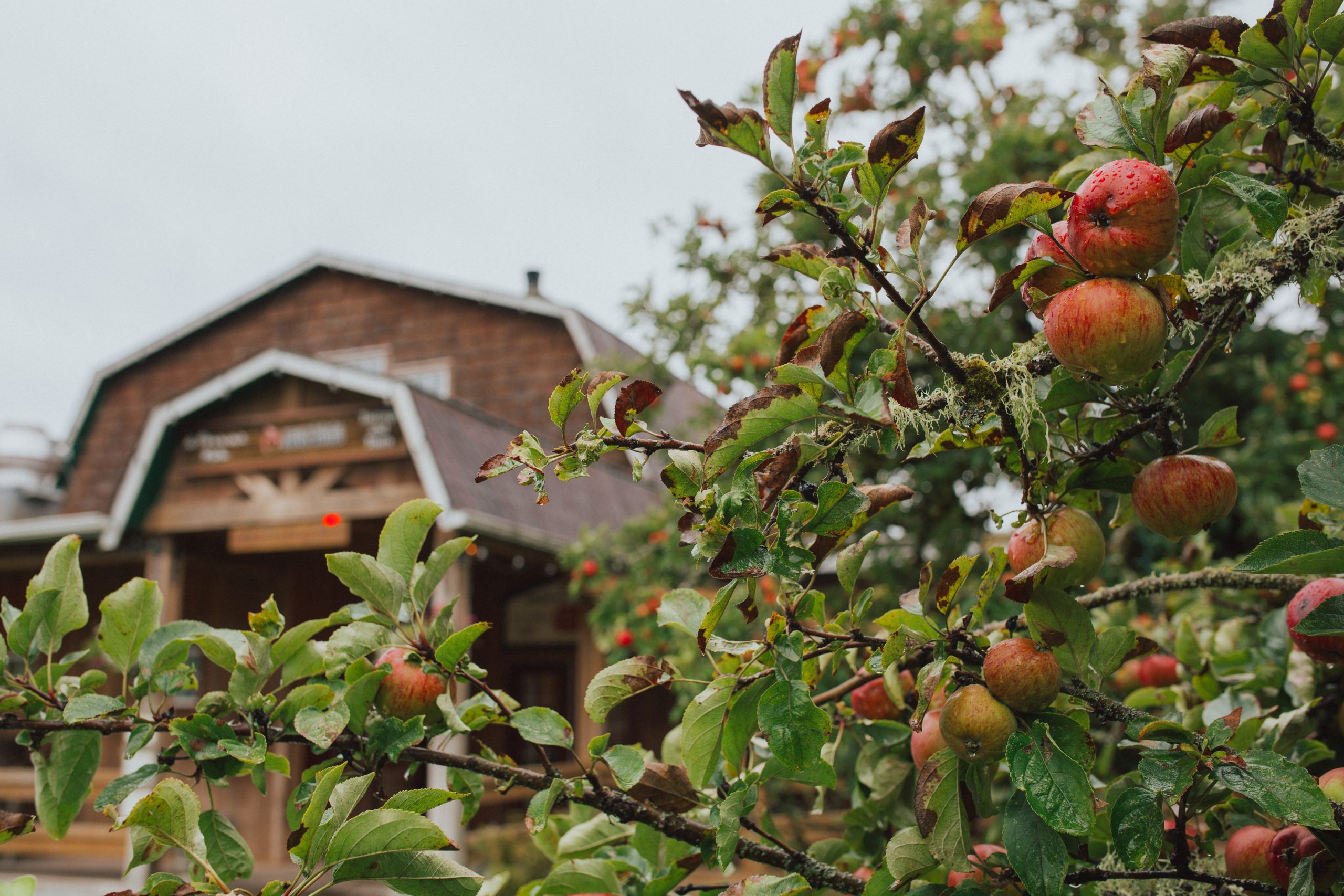 Merridale Cidery & Distillery Tourism Vancouver Island