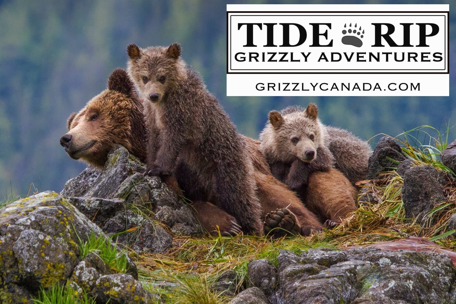 Tide Rip Grizzly Bear Tours Tourism Vancouver Island