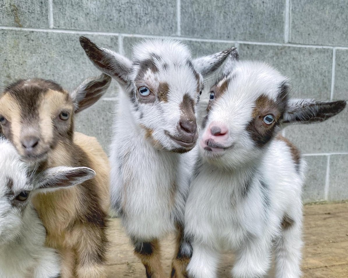 Baby goats on Vancouver Island